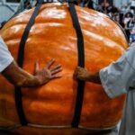 Pumpkin Size vs. Blueberry Size: The Reason for the Difference