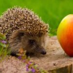 Why did the ancient Slavs reverence… the hedgehog?