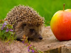 Why did the ancient Slavs reverence… the hedgehog?