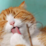 What's a Bath Day Like in the Animal Kingdom?: Interesting and Fun…