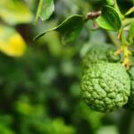 Bergamot extract: a promising natural remedy for liver protection in obesity