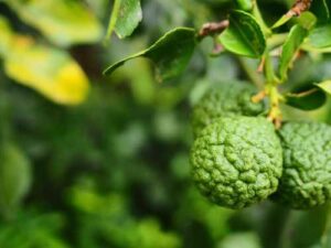 Bergamot extract: a promising natural remedy for liver protection in obesity