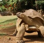 How did giant turtles hold up the Earth, and small ones fly…