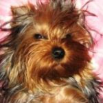 Is my puppy healthy?