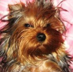 Is my puppy healthy?