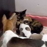 A big-hearted cat or a cheeky neighbor? How one furry one stole…