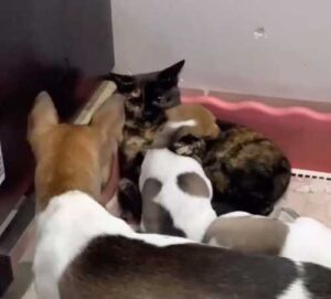 A big-hearted cat or a cheeky neighbor? How one furry one stole…