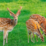 Florida Reports Chronic Wasting Disease in Wild Deer Population