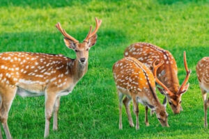 Florida Reports Chronic Wasting Disease in Wild Deer Population