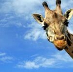 How far is it from a giraffe to a sarafan?