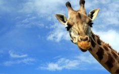How far is it from a giraffe to a sarafan?