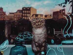 “Living Substandard”: Where do pet stores dispose of animals that no one…