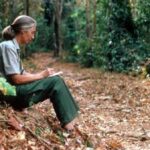 Goodall’s groundbreaking animal studies had unforeseen impacts. Lessons learned are detailed here.