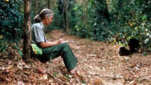 Goodall’s groundbreaking animal studies had unforeseen impacts. Lessons learned are detailed here.