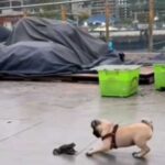 A pug met a frog and was confused: was it a new…