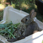 Queens Zoo Nurtures Rare Rabbits Back to Health