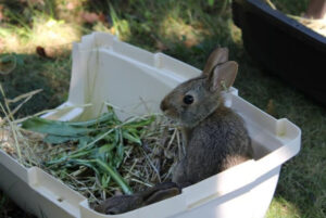 Queens Zoo Nurtures Rare Rabbits Back to Health