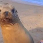 Navy seals have proven that if people don't have the right to…