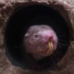 Naked Mole Rat Janitors: Research Indicates Task Assignment