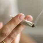 A leading group of obstetricians and gynecologists recommends against using cannabis during…