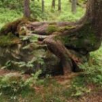 When will Leshy Day come?!