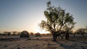 Distinct genetic variations among Kenya’s Turkana population could aid their desert heat…