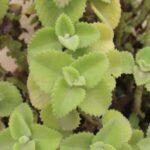 Mexican oregano extract shows potential in fighting breast cancer at the cellular…