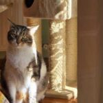 Why even a domestic cat can live less than it should: the…