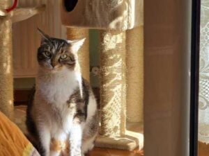 Why even a domestic cat can live less than it should: the…