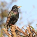 Starling: a real troublemaker of the bird world, hiding under the mask…