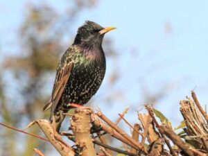 Starling: a real troublemaker of the bird world, hiding under the mask…