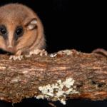 A mysterious creature discovered in Peru's 'forbidden cloud forest' is a new…