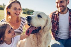 A dog is a friend of the family