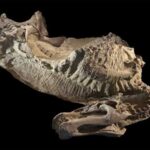 Wyoming Badlands Yield First Fleshed and Clawed Dino Mummy