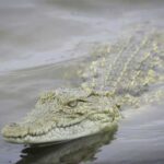 What happens to crocodiles in old age – are they really immortal?
