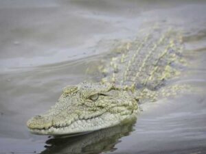 What happens to crocodiles in old age – are they really immortal?