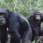 Chimpanzees eat fruits full of alcohol, but no, they don't get drunk.