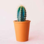 Items in your home that bring happiness and unhappiness