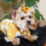 Do you need a Yorkshire Terrier?