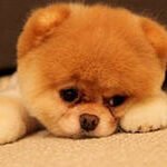 Dogs experience envy