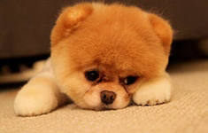 Dogs experience envy