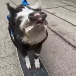 Pig learns to skateboard and gets into the Guinness Book of Records