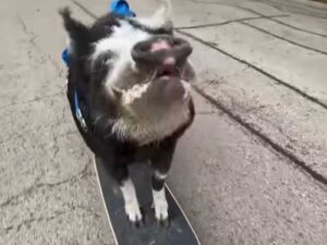 Pig learns to skateboard and gets into the Guinness Book of Records