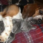 Is life fun for a cat and a dog?