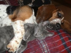 Is life fun for a cat and a dog?