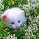 Animal intelligence: what surprises us about our smaller brothers?