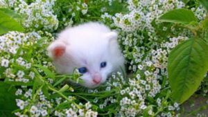 Animal intelligence: what surprises us about our smaller brothers?
