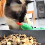 “Eat, don't be shy!” – the cat decided that his toy snake…