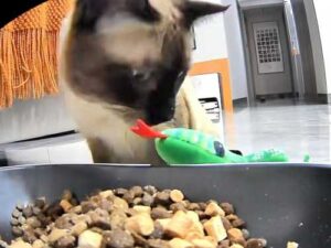 “Eat, don't be shy!” – the cat decided that his toy snake…