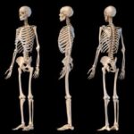 Body Bone Knowledge Test: How Well Do You Know Your Skeleton?